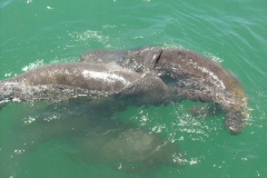 manatee