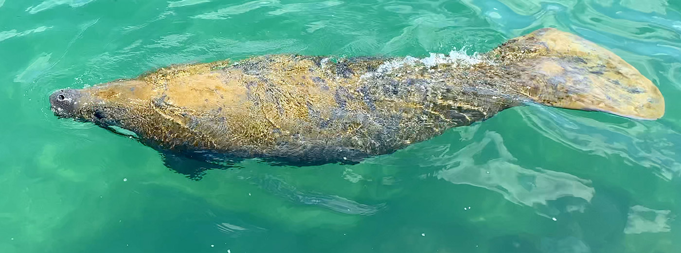 Manatee in the Gulf of Mexico