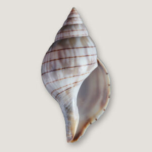Banded Tulip Shell