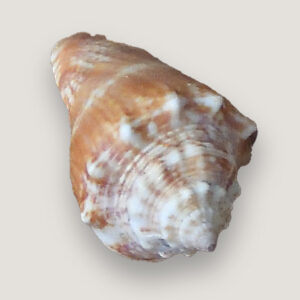 Florida Fighting Conch Shell