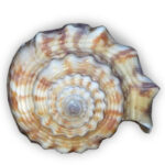 Florida Fighting Conch Detail