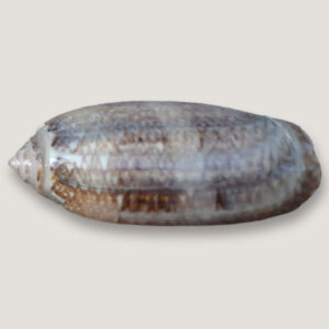 Lettered Olive Shell