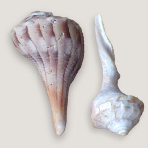 Lightning Whelk Shell
